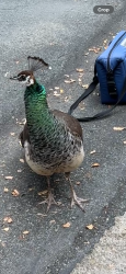 Found/Stray Unknown Bird last seen Lagunita drive, Soquel, CA 95073