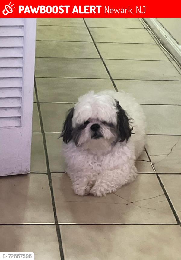 Lost Male Dog last seen Near Street , Newark, NJ 07103