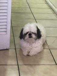 Lost Male Dog last seen Near Street , Newark, NJ 07103