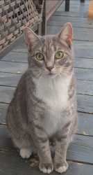 Lost Female Cat last seen Légaré, Laval, QC H7T 2E3