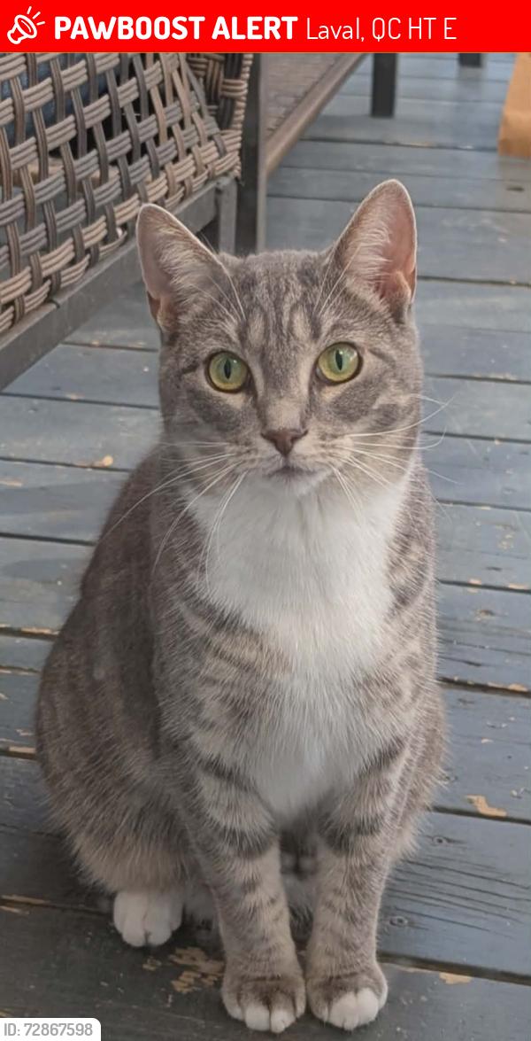 Lost Female Cat last seen Légaré, Laval, QC H7T 2E3