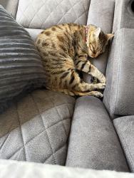 Found/Stray Female Cat last seen Tasman and north first street , San Jose, CA 95134