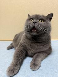 Found/Stray Unknown Cat last seen Miami Beach, Miami, FL 33131