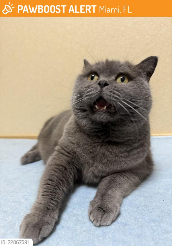 Found/Stray Unknown Cat last seen Miami Beach, Miami, FL 33131
