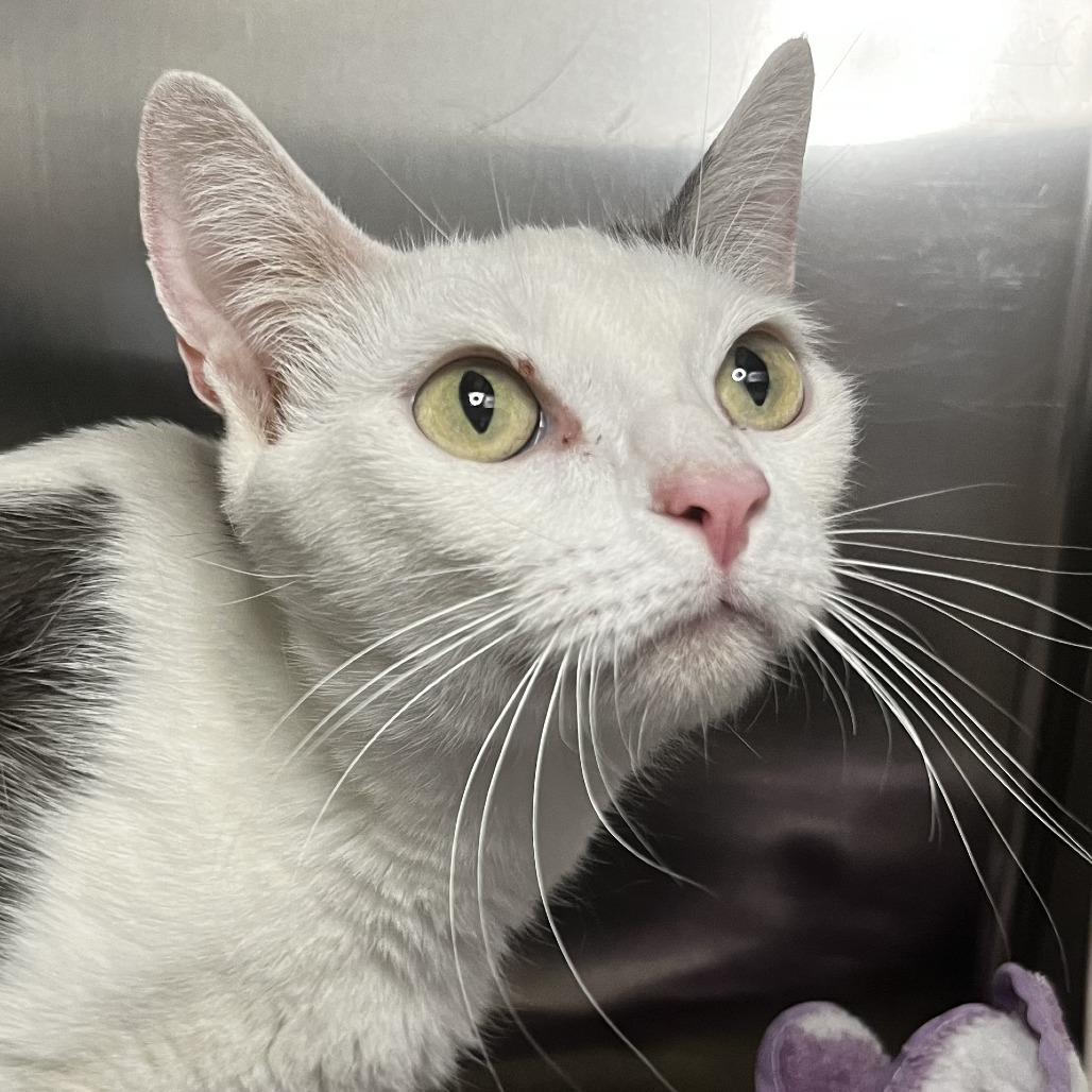 Shelter Stray Female Cat last seen , Palm Springs, CA 92264