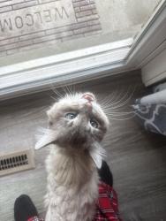 Lost Male Cat last seen Copper view rec center , Midvale, UT 84047