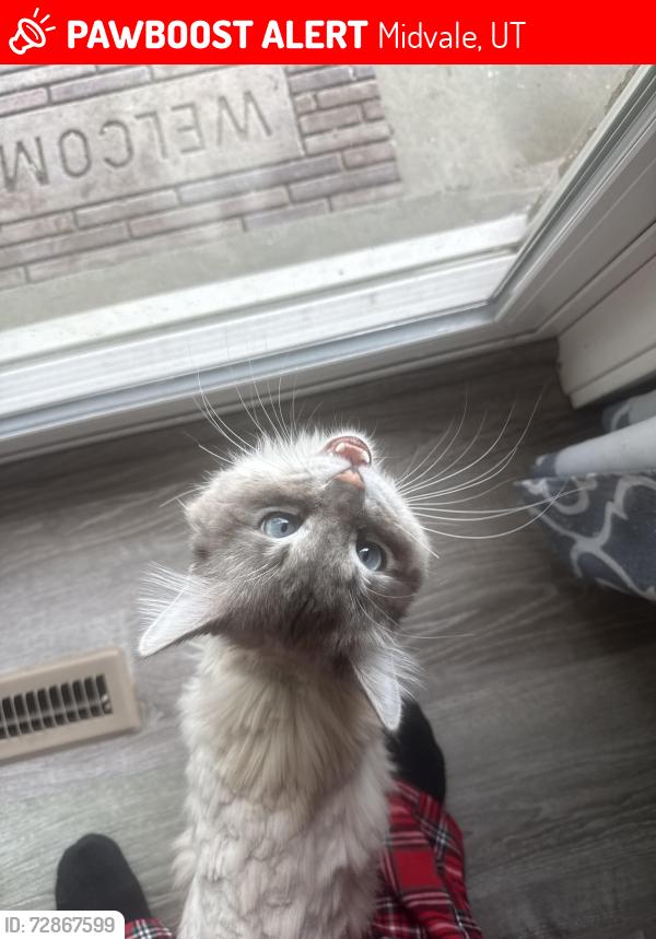 Lost Male Cat last seen Copper view rec center , Midvale, UT 84047