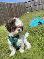 Lost Female Dog last seen Hgf, Lewisville, TX 75056