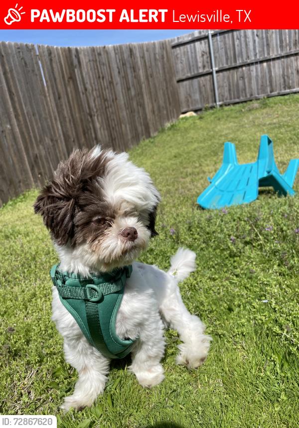 Lost Female Dog last seen Hgf, Lewisville, TX 75056