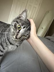 Found/Stray Female Cat last seen Briarhill ests, Highland Village, TX 75077