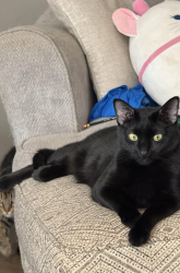 Lost Male Cat last seen The Reserve at Long Bay, Longs, SC 29568