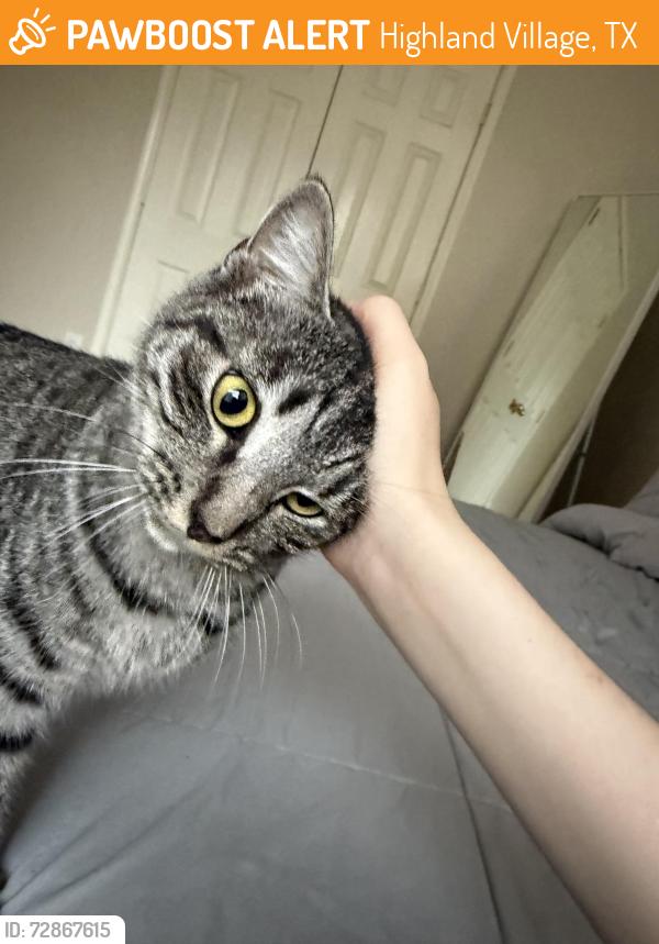 Found/Stray Female Cat last seen Briarhill ests, Highland Village, TX 75077