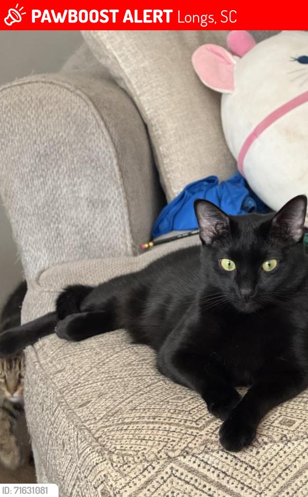 Lost Male Cat last seen The Reserve at Long Bay, Longs, SC 29568