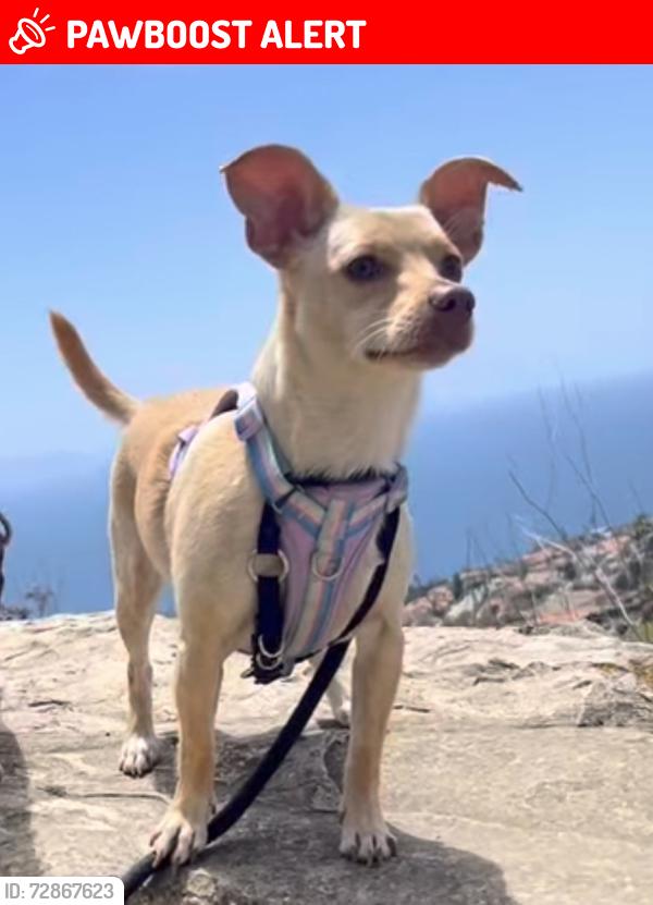Lost Female Dog last seen Paseo la cresta and via coronel, Palos Verdes Estates, CA 90274