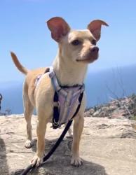 Lost Female Dog last seen Paseo la cresta and via coronel , Palos Verdes Estates, CA 90274