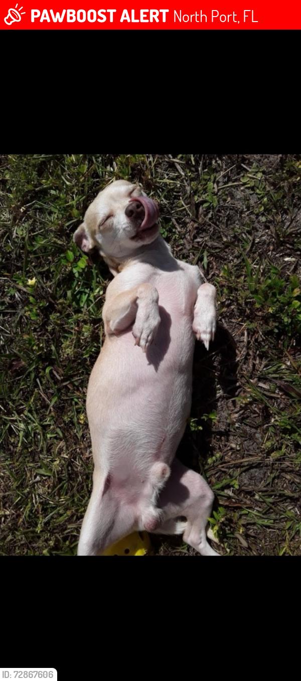 Lost Male Dog last seen Biscayne and 41, North Port, FL 34287
