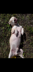 Lost Male Dog last seen Biscayne and 41, North Port, FL 34287