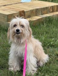 Found/Stray Female Dog last seen In the county, Waxahachie, TX 75165