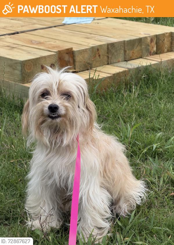 Found/Stray Female Dog last seen In the county, Waxahachie, TX 75165