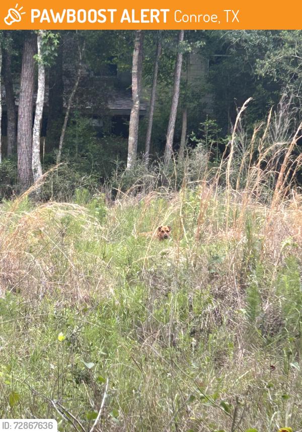 Found/Stray Unknown Dog last seen Woods, Conroe, TX 77384