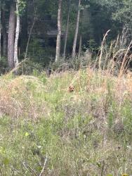 Found/Stray Unknown Dog last seen Woods, Conroe, TX 77384