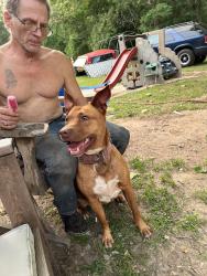 Found/Stray Female Dog last seen Firetower rd. And Jake good run rd., Mendota Heights, MN 55120