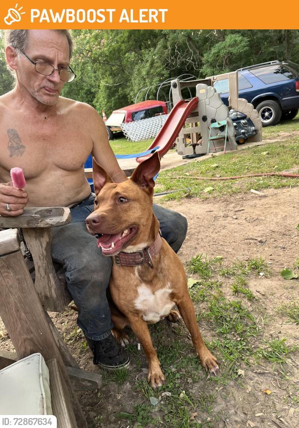 Found/Stray Female Dog last seen Firetower rd. And Jake good run rd., Mendota Heights, MN 55120