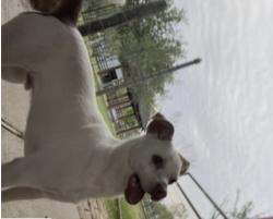 Reunited Male Dog last seen Magnolia , Rosharon, TX 77583
