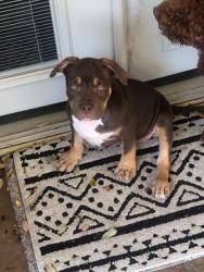 Lost Female Dog last seen Near E Grenoble Dr, Grand Prairie, TX 75052