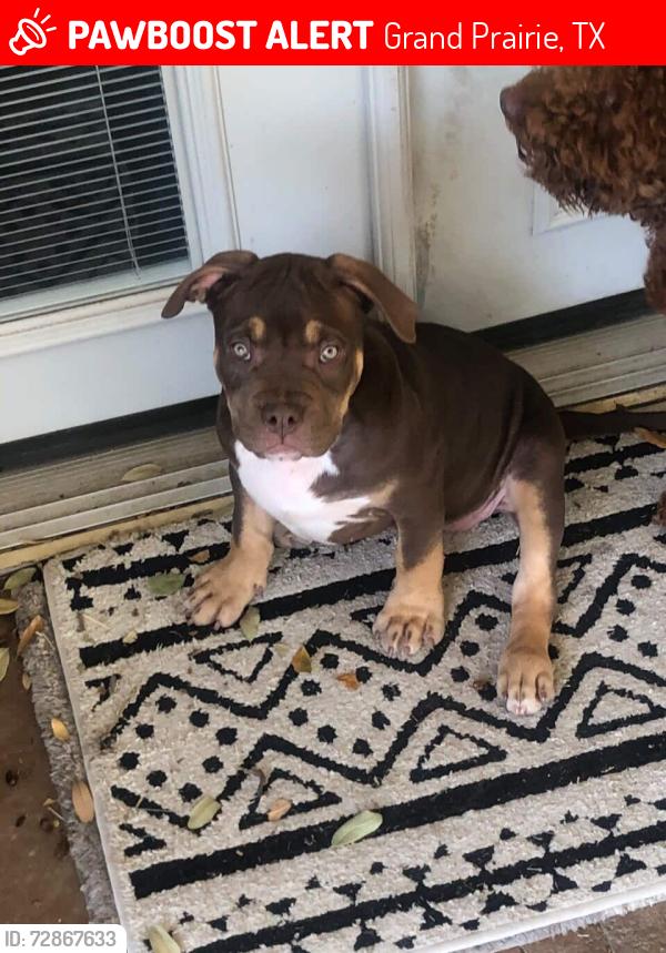 Lost Female Dog last seen Near E Grenoble Dr, Grand Prairie, TX 75052