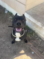 Lost Male Dog last seen Bell st by Lone star , San Angelo, TX 76905