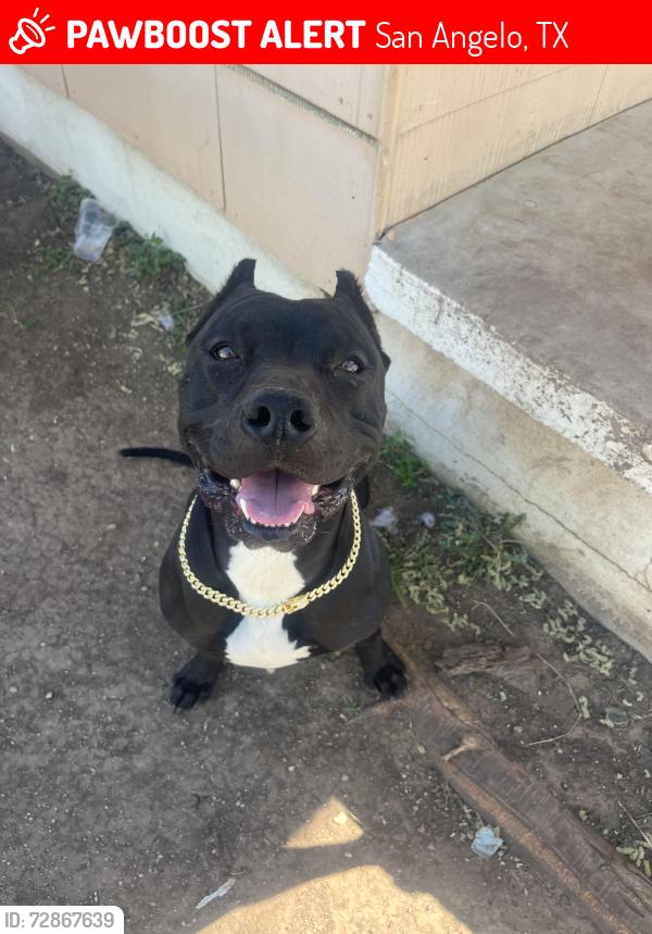 Lost Male Dog last seen Bell st by Lone star , San Angelo, TX 76905