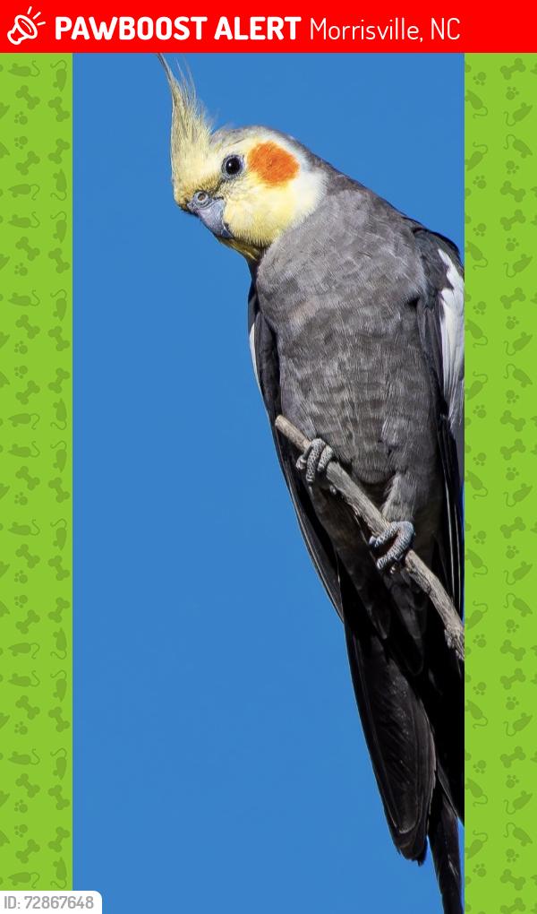 Lost Male Bird last seen Star magnolia drive, Morrisville, NC 27560