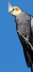 Lost Male Bird last seen Star magnolia drive, Morrisville, NC 27560