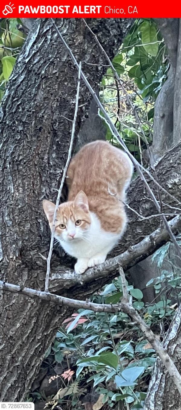 Lost Female Cat last seen Yosemite Drive and Canyon Oaks Golf Course, Chico, CA 95928