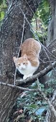 Lost Female Cat last seen Yosemite Drive and Canyon Oaks Golf Course, Chico, CA 95928