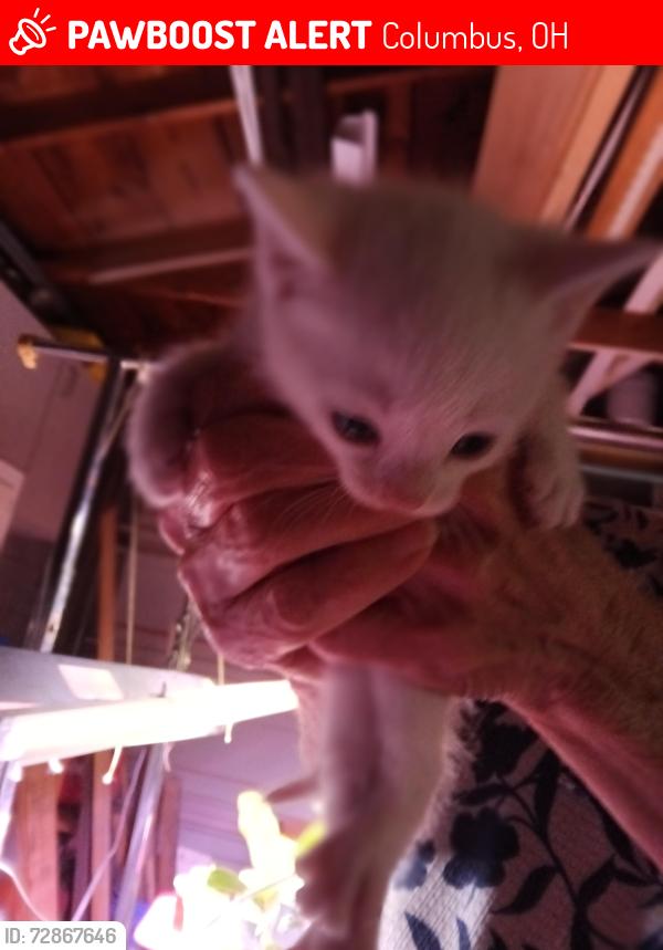 Lost Female Cat last seen Shirley Lane and Wedgewood Dr., Columbus, OH 43228