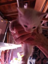 Lost Female Cat last seen Shirley Lane and Wedgewood Dr. , Columbus, OH 43228