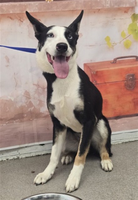 Shelter Stray Female Dog last seen W BASELINE RD X N WILLOW AVE, San Bernardino, CA 92401
