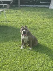 Found/Stray Male Dog last seen Autumn lake , Pearland, TX 77581