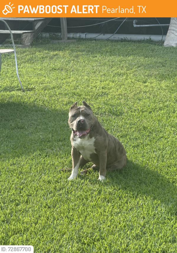 Found/Stray Male Dog last seen Autumn lake , Pearland, TX 77581