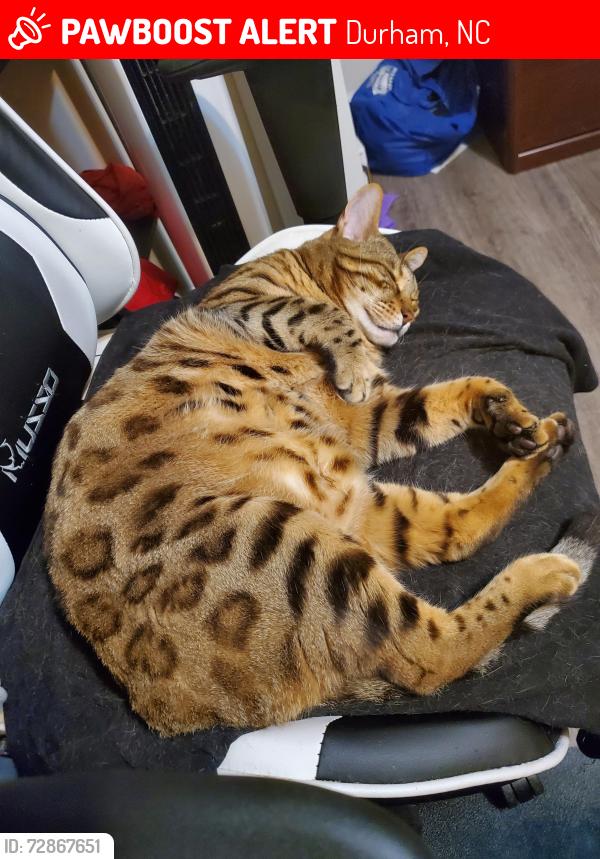 Lost Male Cat last seen Old Hope Valley, near Country Club, Durham, NC 27707