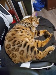 Lost Male Cat last seen Old Hope Valley, near Country Club, Durham, NC 27707