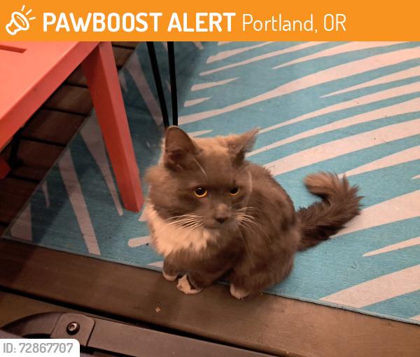 Found/Stray Unknown Cat last seen SE 13th and Tacoma near Gino’s, Portland, OR 97202