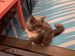 Found/Stray Unknown Cat last seen SE 13th and Tacoma near Gino’s, Portland, OR 97202