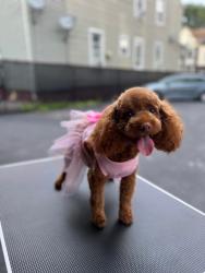 Reunited Female Dog last seen E 19th St , Paterson, NJ 07514