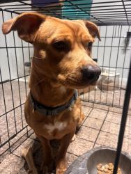 Lost Male Dog last seen Quality inn, Beaumont, TX 77707
