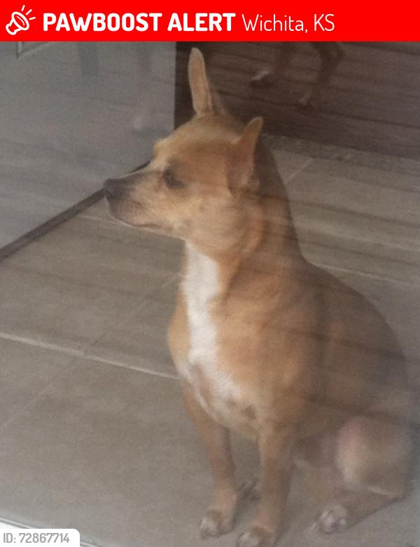 Lost Male Dog last seen Clifton and Idlewild , Wichita, KS 67216