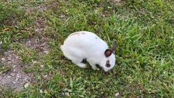 Found/Stray Unknown Rabbit last seen On the left side of the exit from Addison CT toSW 130th ave., Davie, FL 33325