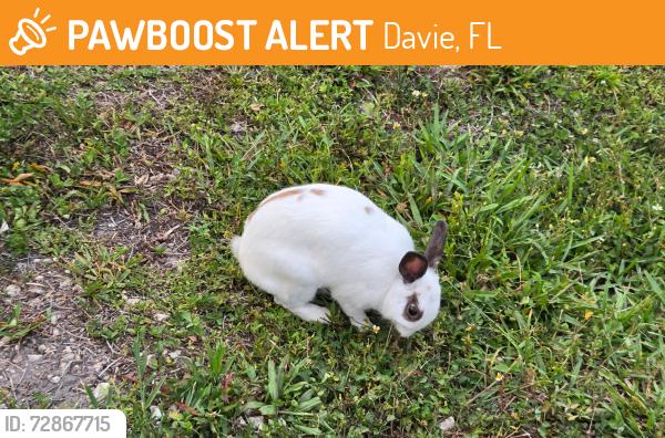 Found/Stray Unknown Rabbit last seen On the left side of the exit from Addison CT toSW 130th ave., Davie, FL 33325